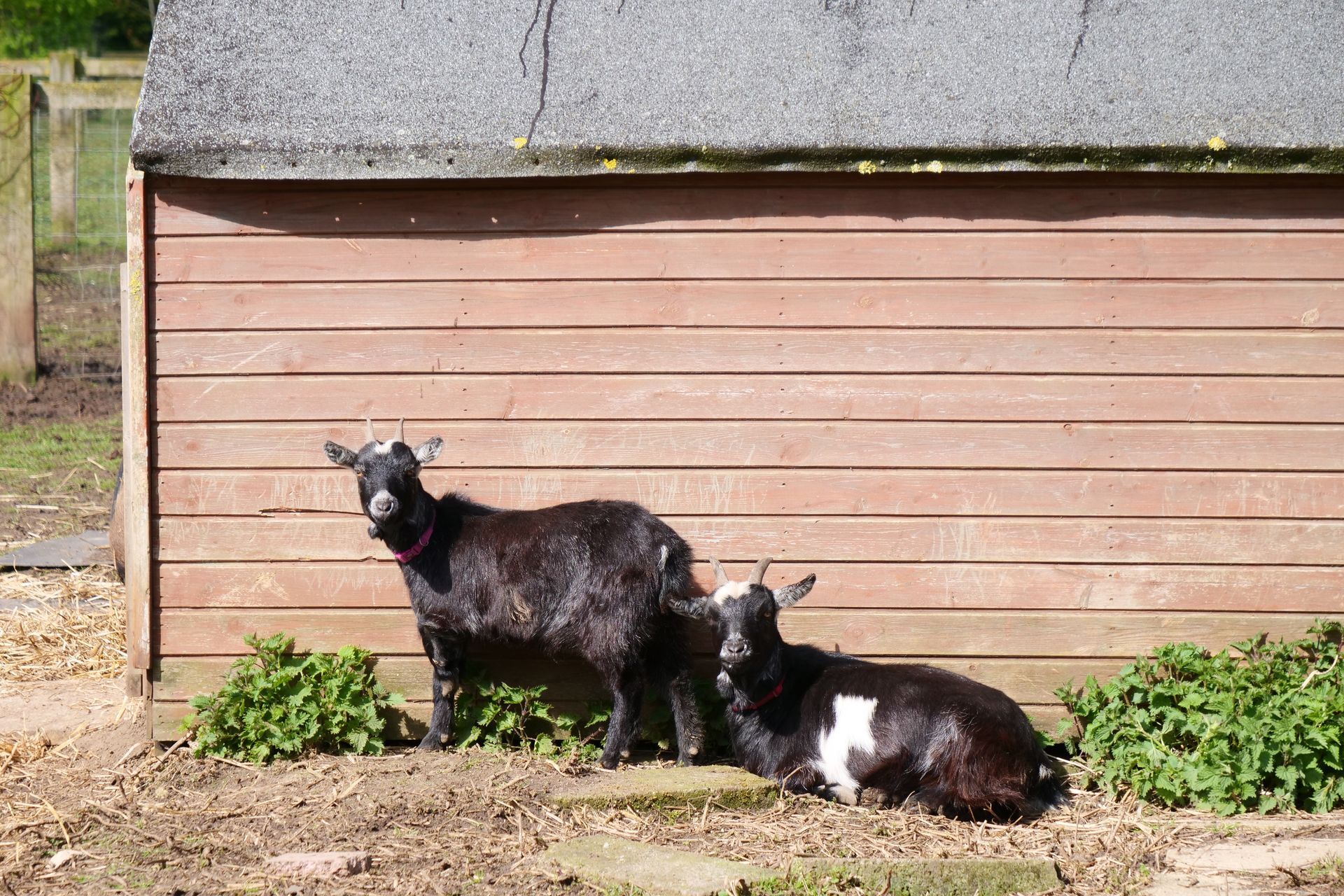Two goats are standing and laying in front of a wooden shed.