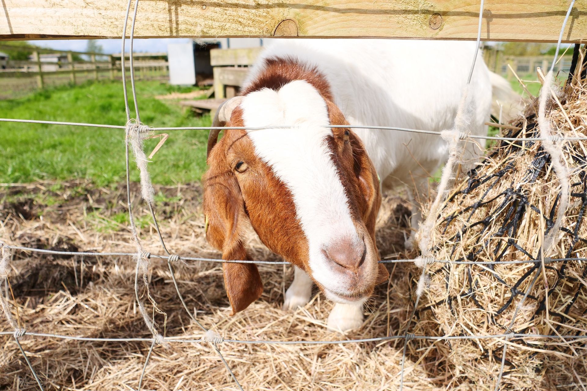 A brown and white goat is eating hay behind a fence.