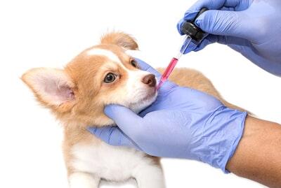 PUPPY CENTER CEREZOS - Rayos X veterinarios