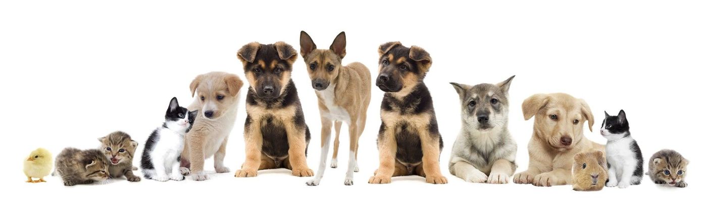 PUPPY CENTER CEREZOS - Conócenos