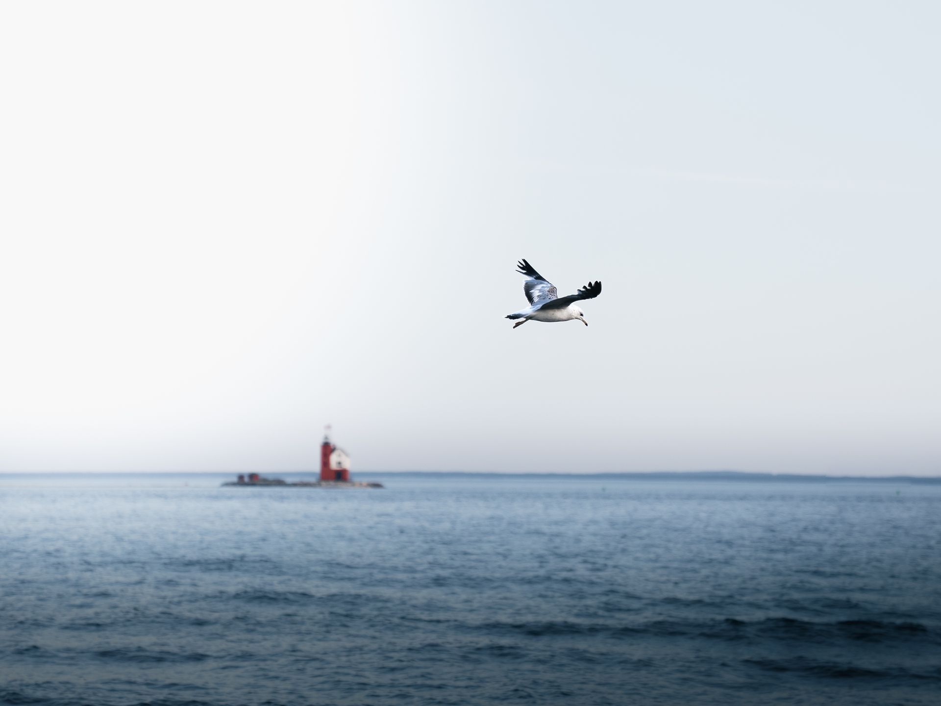 SEAGULL OVER A LIGHTHOUSE