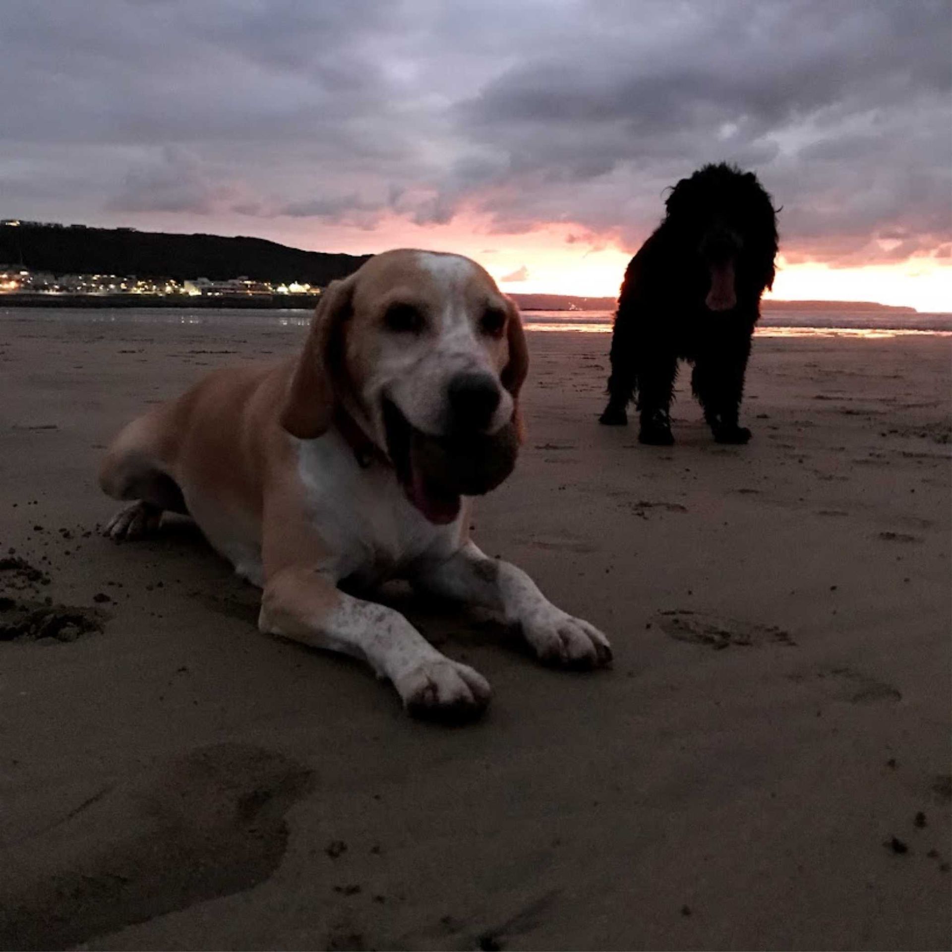 Dogs adore Westward Ho! beach all year but especially in the winter months when they get the whole beach to play on. Miles of golden sand to play ball on and many an adventerous walk to find.