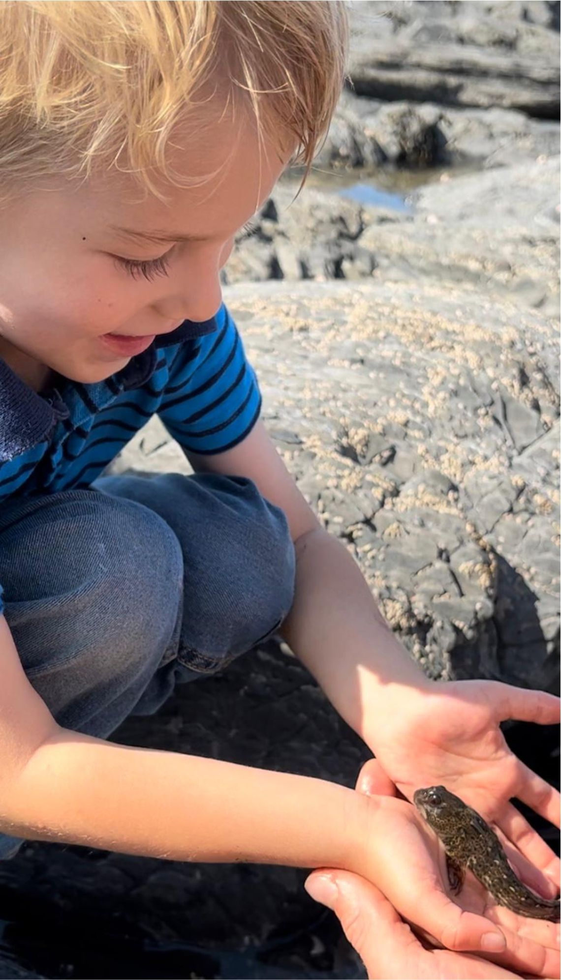 rock pools in Westward Ho! Devon are full of life and a great thing to do. You can spend many happy hours lerning about the wildlife here