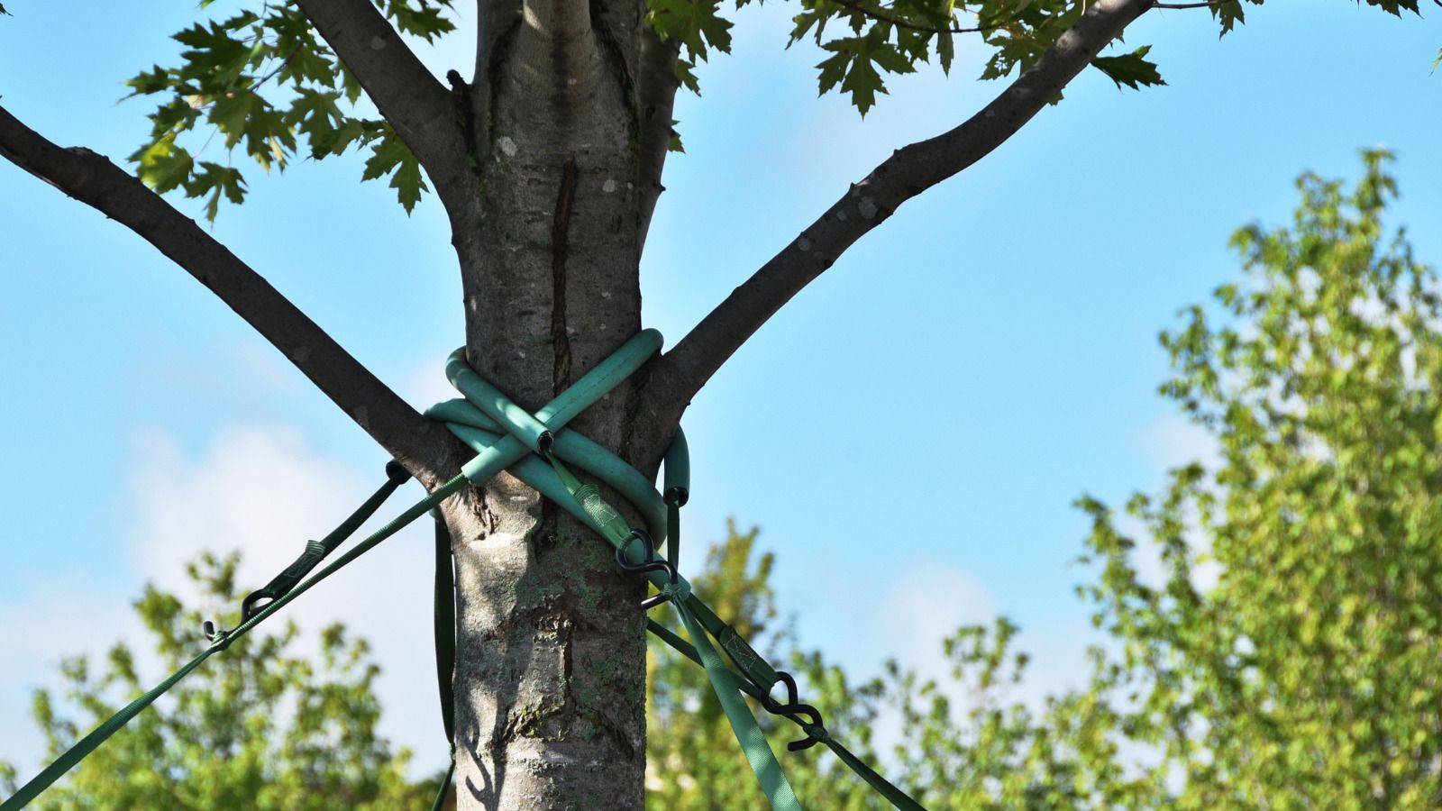 Tree Reinforcement How Tree Cabling and Bracing Can Save Your Trees from Structural Failure