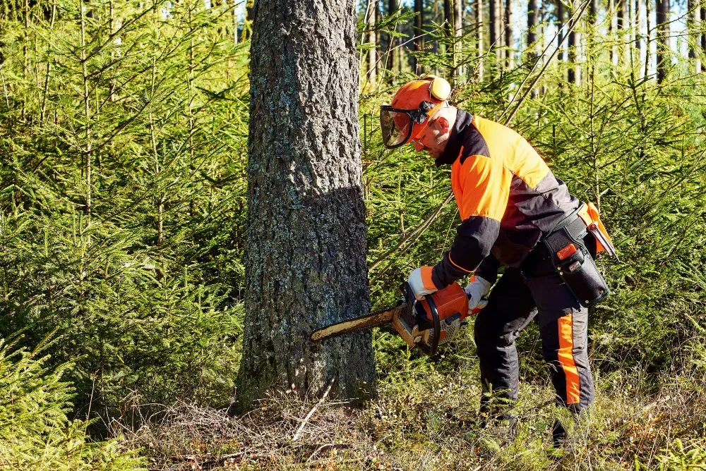 Tree Services - Tree Removal