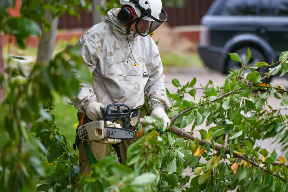 Tree Services - Tree Services Maintenance
