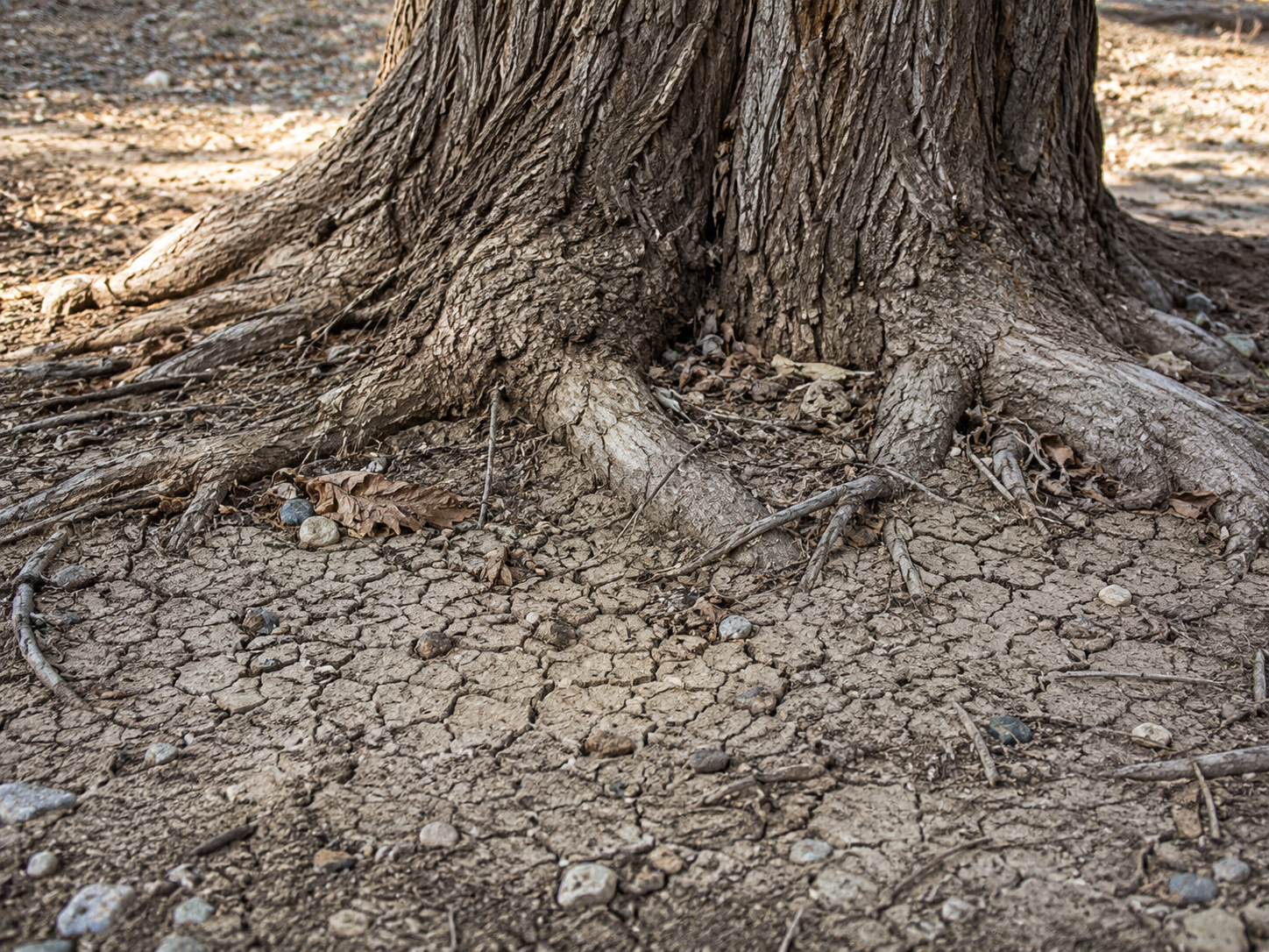 Cracked soil and exposed roots at the base of a large tree trunk