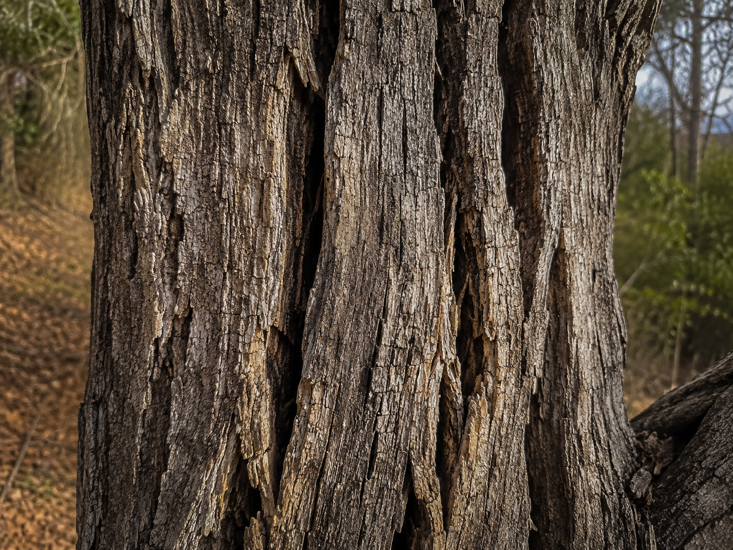 Deep vertical cracks along the main trunk of an aging tree
