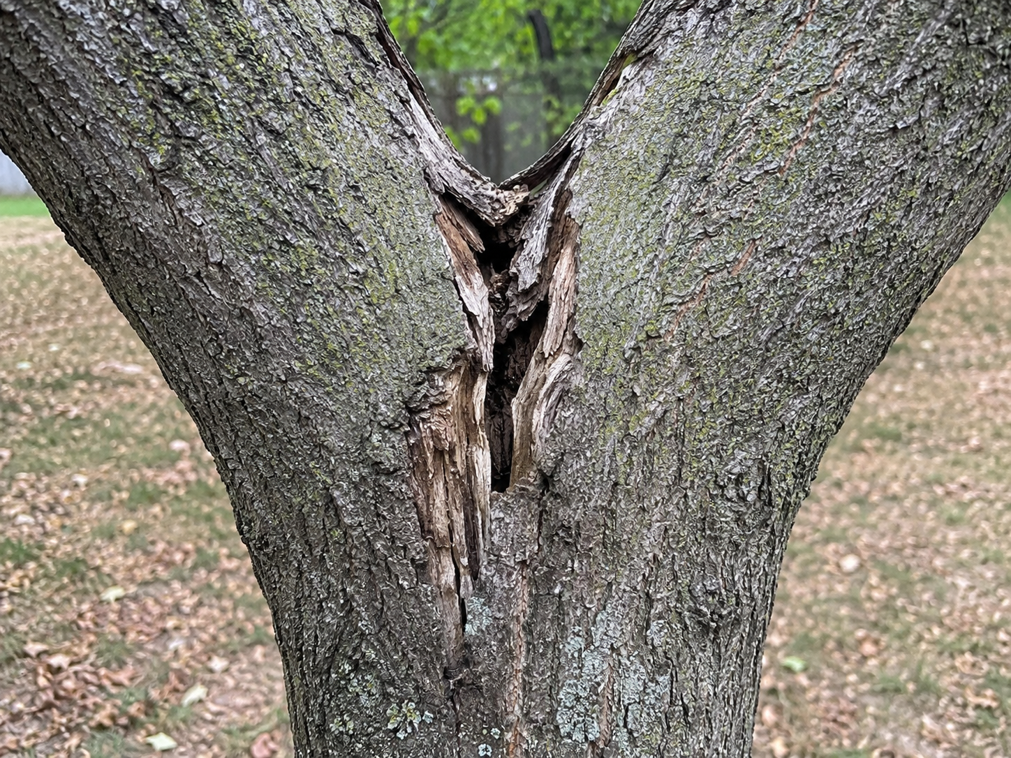 A sharp V-shaped branch crotch showing signs of splitting wood