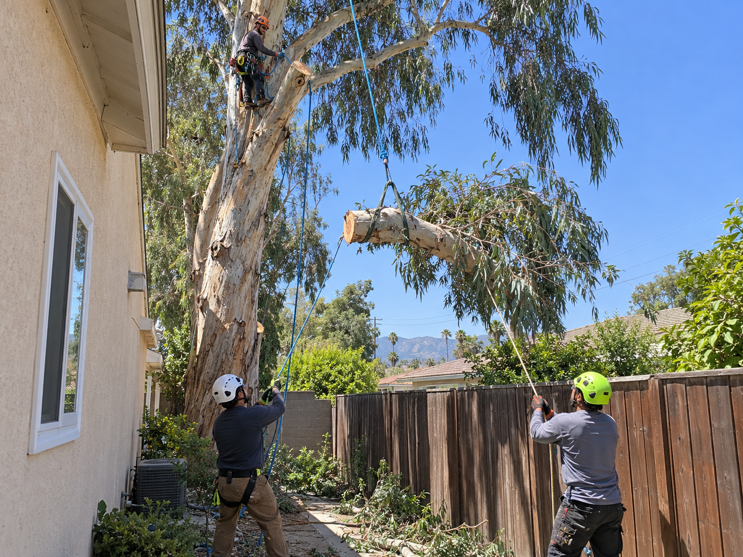 Climber in a harness lowering a cut eucalyptus limb on a blue rope toward two ground workers holding tag lines beside a stucco wall and wood fence in a West Covina side yard