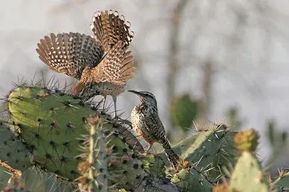 Tree Services West Covina Two cactus wrens on a spiky cactus; one has wings spread, displaying plumage. The setting is a sunny desert, conveying a sense of natural beauty.
