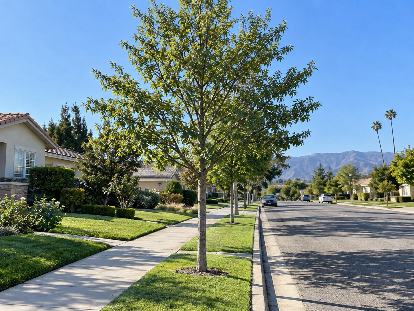 Young Chinese elm on a narrow West Covina parkway strip with one central leader and evenly spaced lower limbs beside a concrete sidewalk