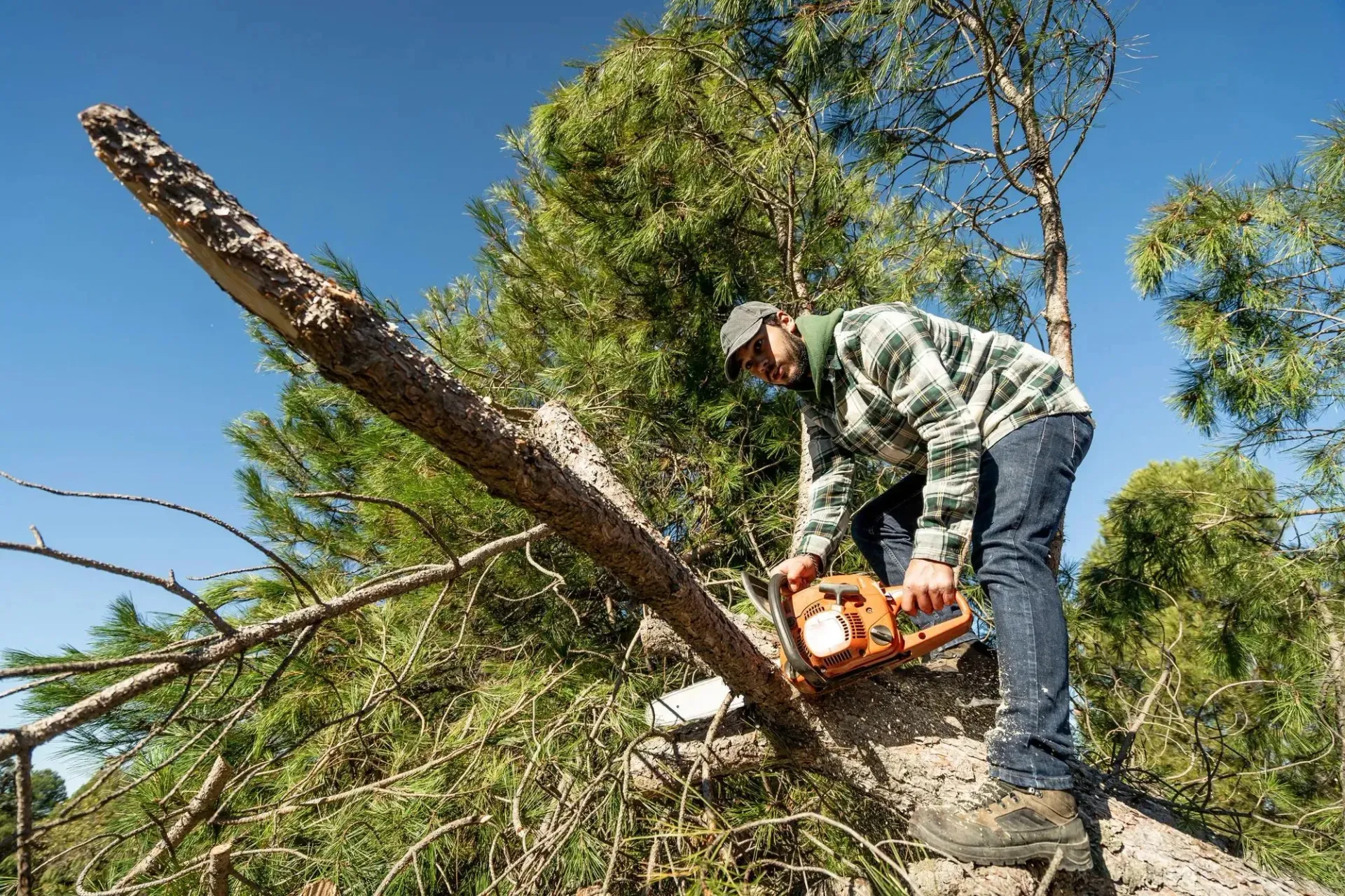 Tree Removal Service West Covina shows a worker in casual safety attire using a chainsaw to cut a large tree branch while balancing on the trunk, surrounded by green pine foliage under a clear blue sky.