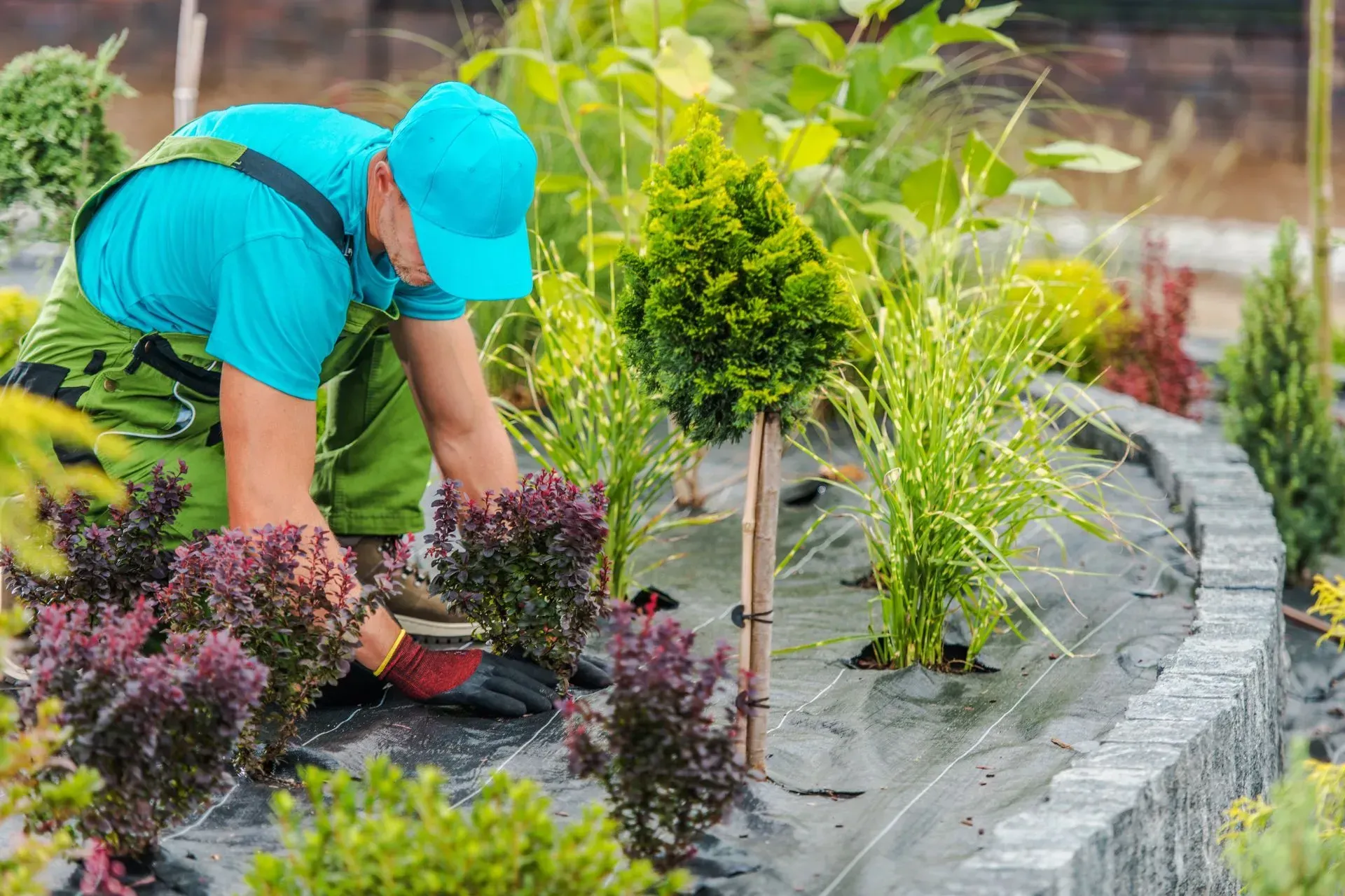 Tree Service West Covina - Gardener in blue shirt and cap planting shrubs in a landscaped garden bed, surrounded by various green and red plants. The scene conveys peaceful dedication.