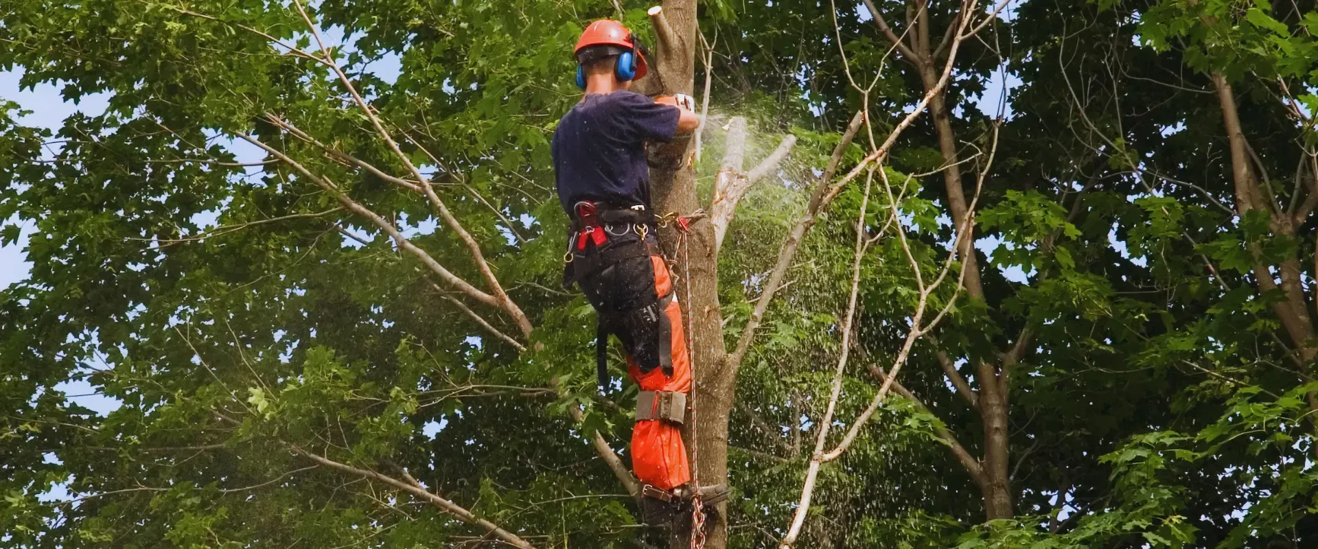 man cutting the tree