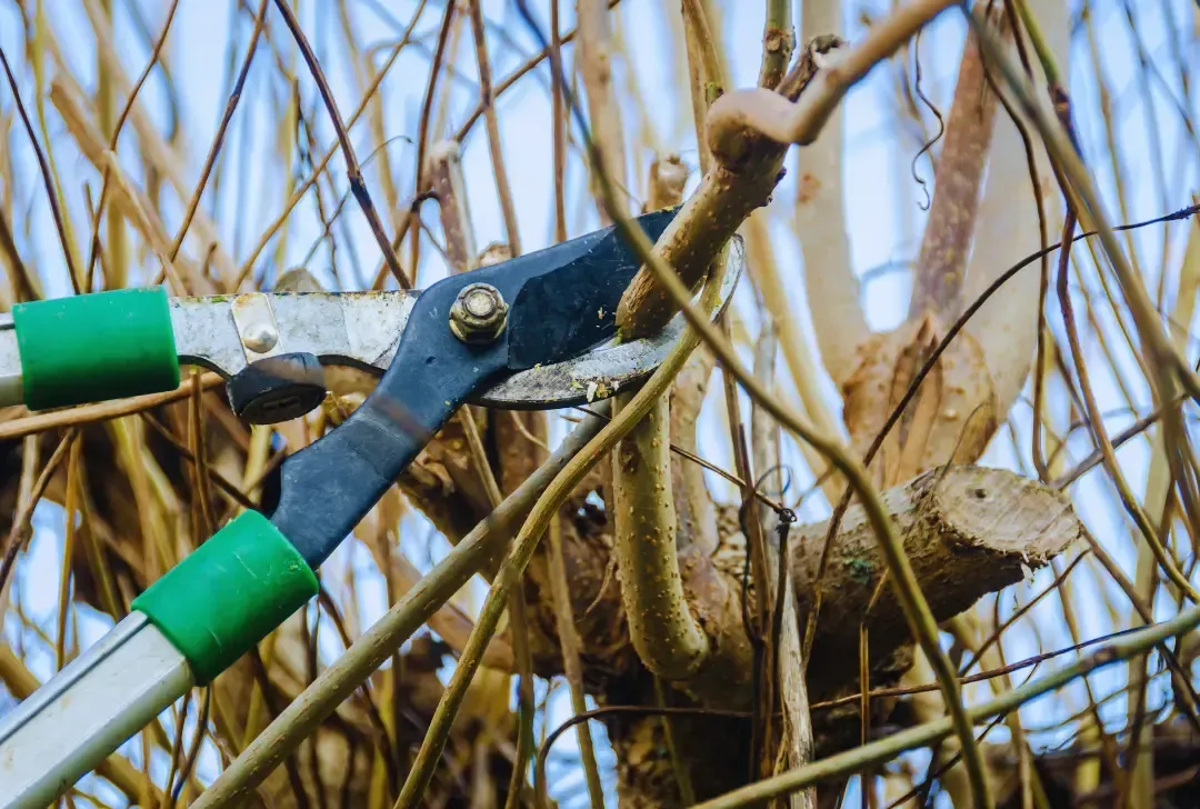 tree trimming