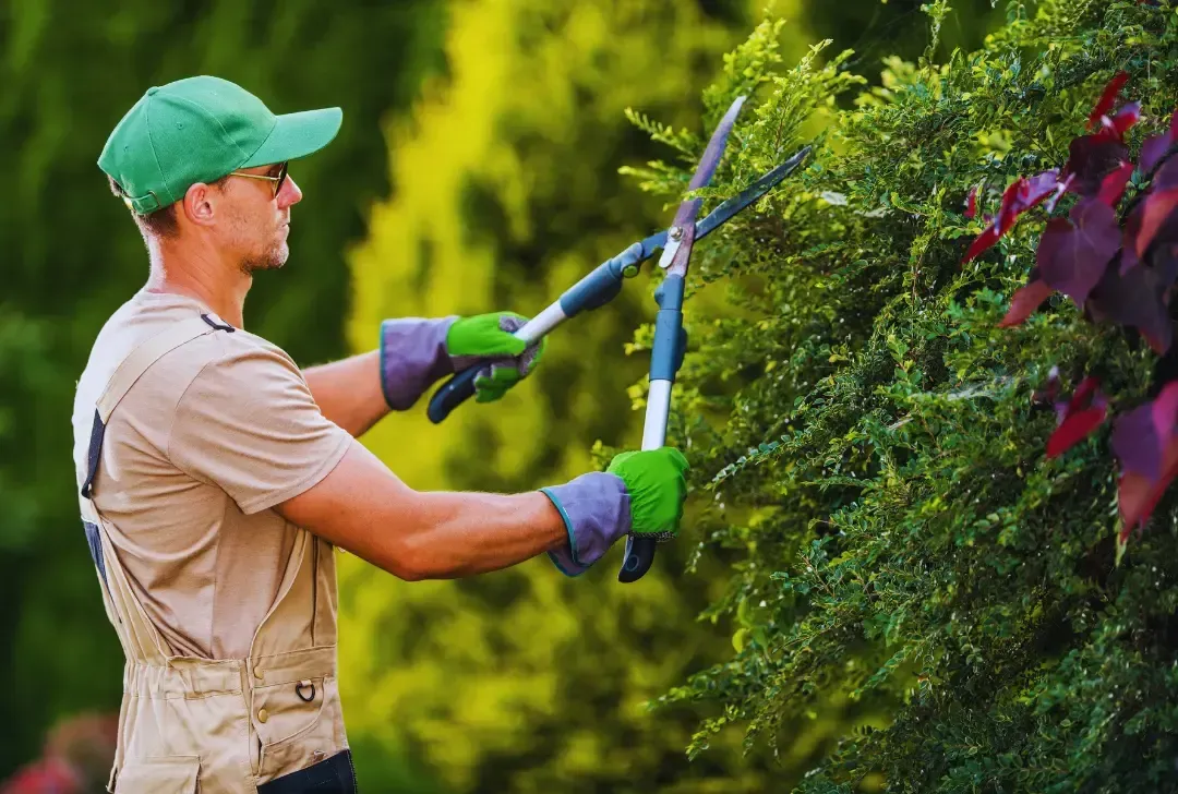 man trimming the tree