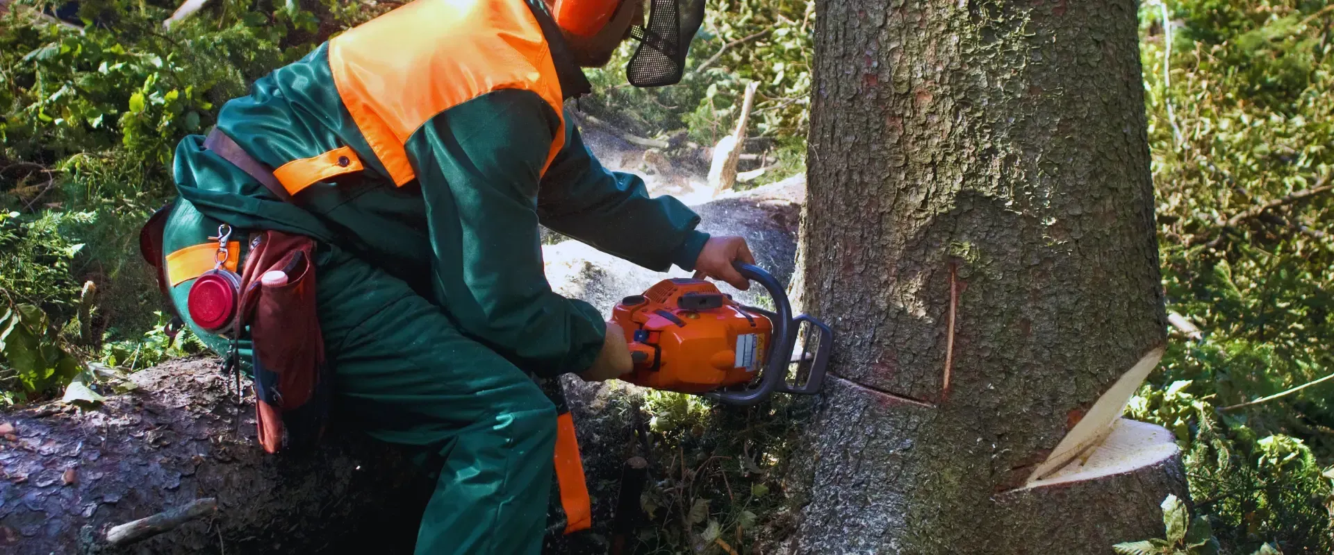 cutting tree
