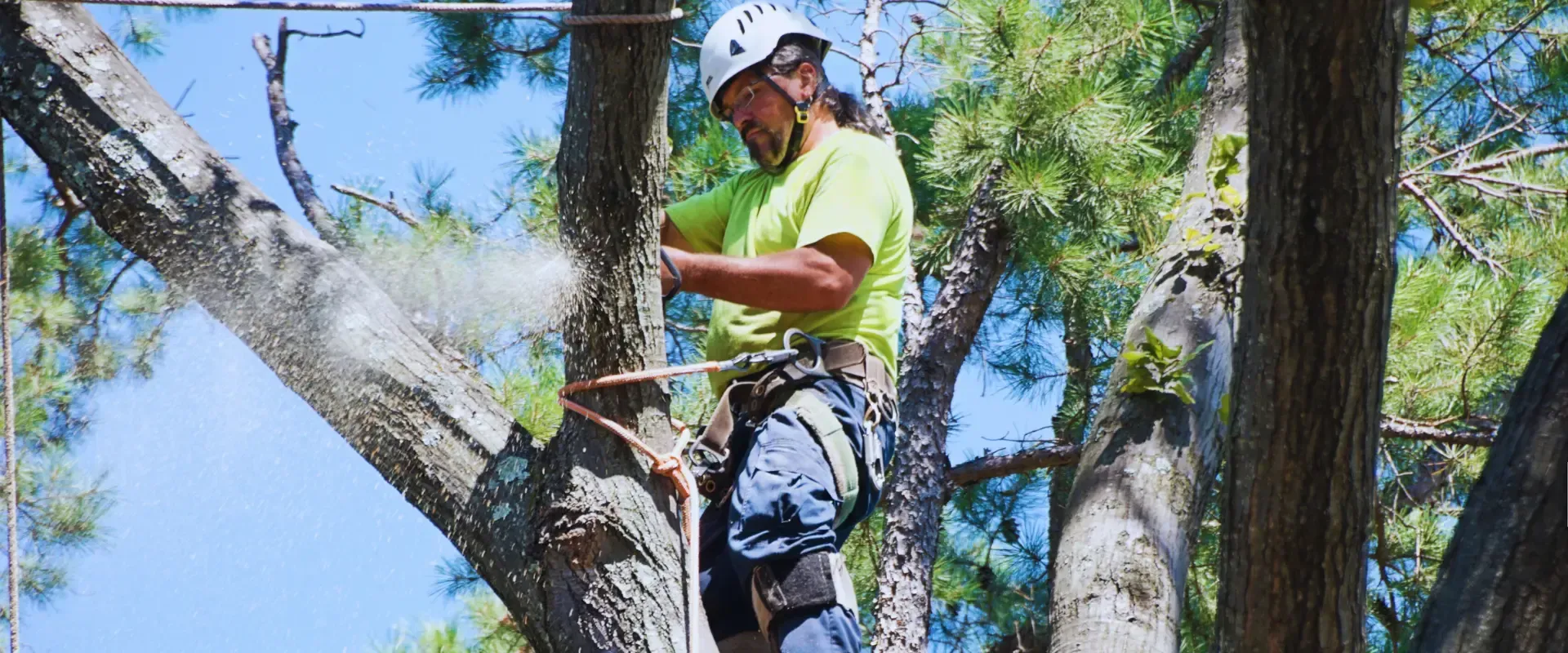 man cutting the tree