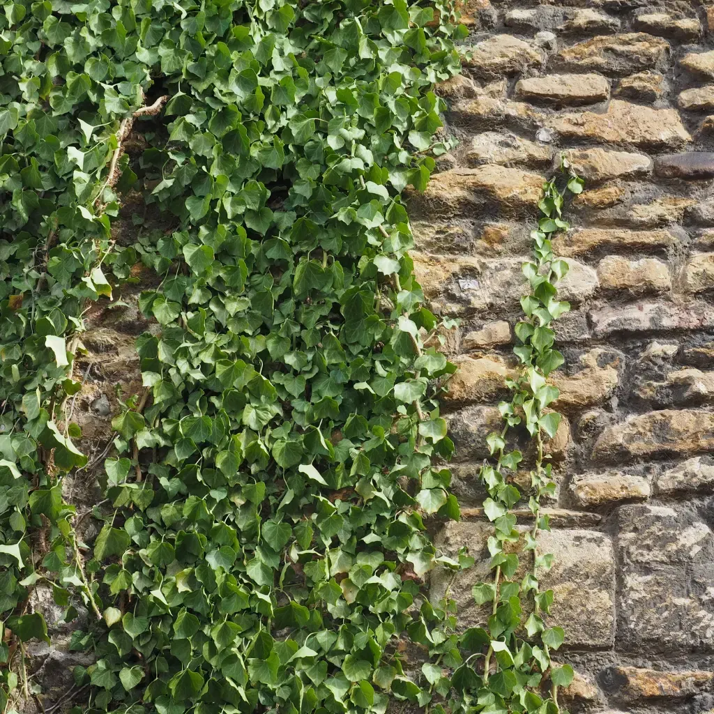 Tree Removal Service West Covina -Vibrant green ivy cascades down a rustic stone wall, creating a natural and serene contrast with the rough, textured surface of the rocks.