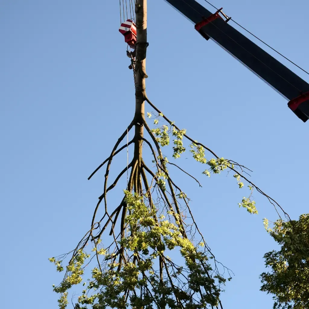 Tree Removal Service West Covina -A tree trunk is lifted by a crane against a clear blue sky.