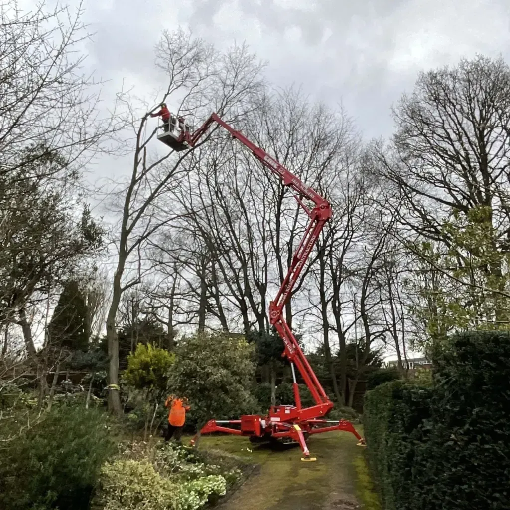 Tree Removal Service West Covina -Red cherry picker trimming tree branches in a garden on a cloudy day.