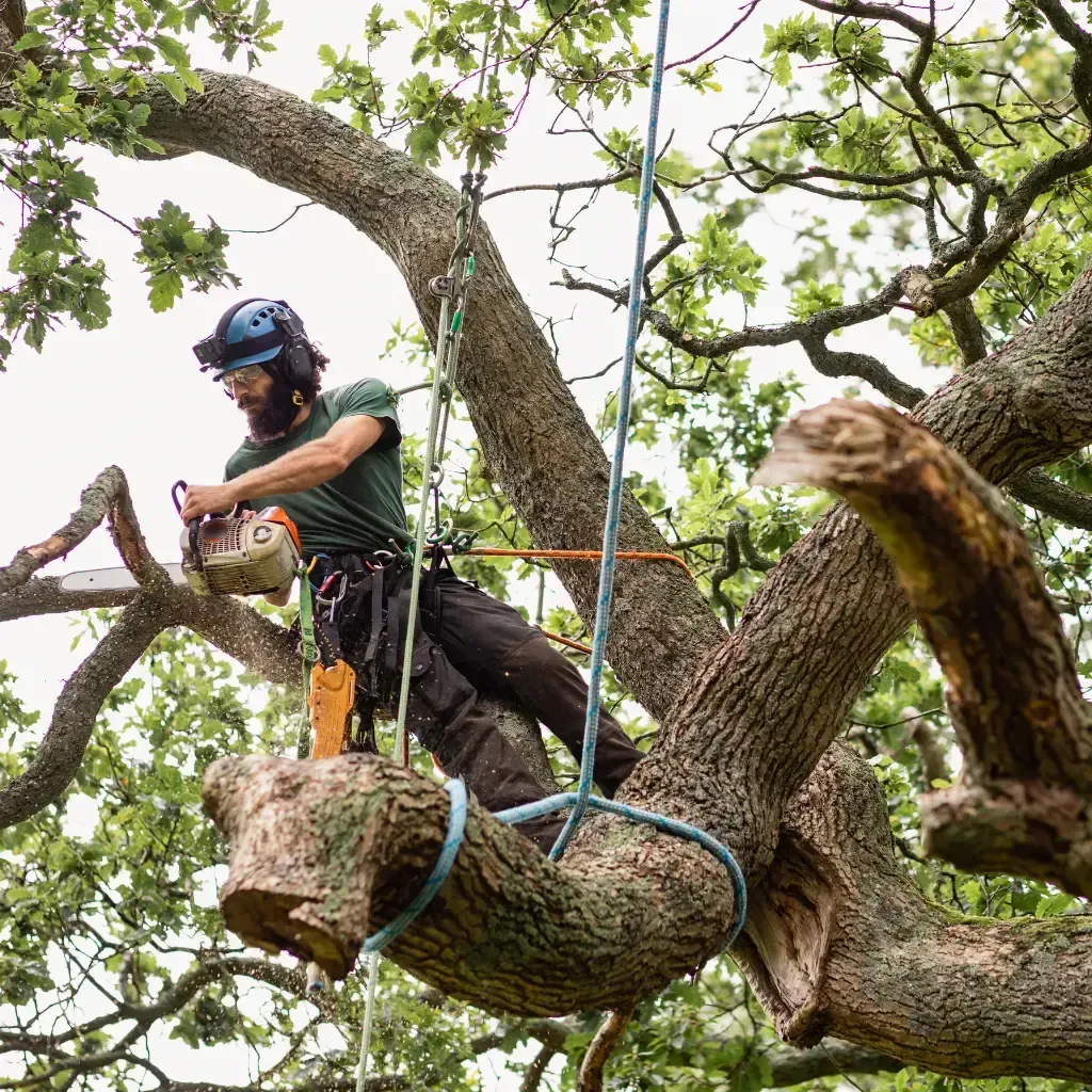 Tree Removal Service West Covina -Arborist in a tree, using a chainsaw. Wearing a hard hat and safety gear.