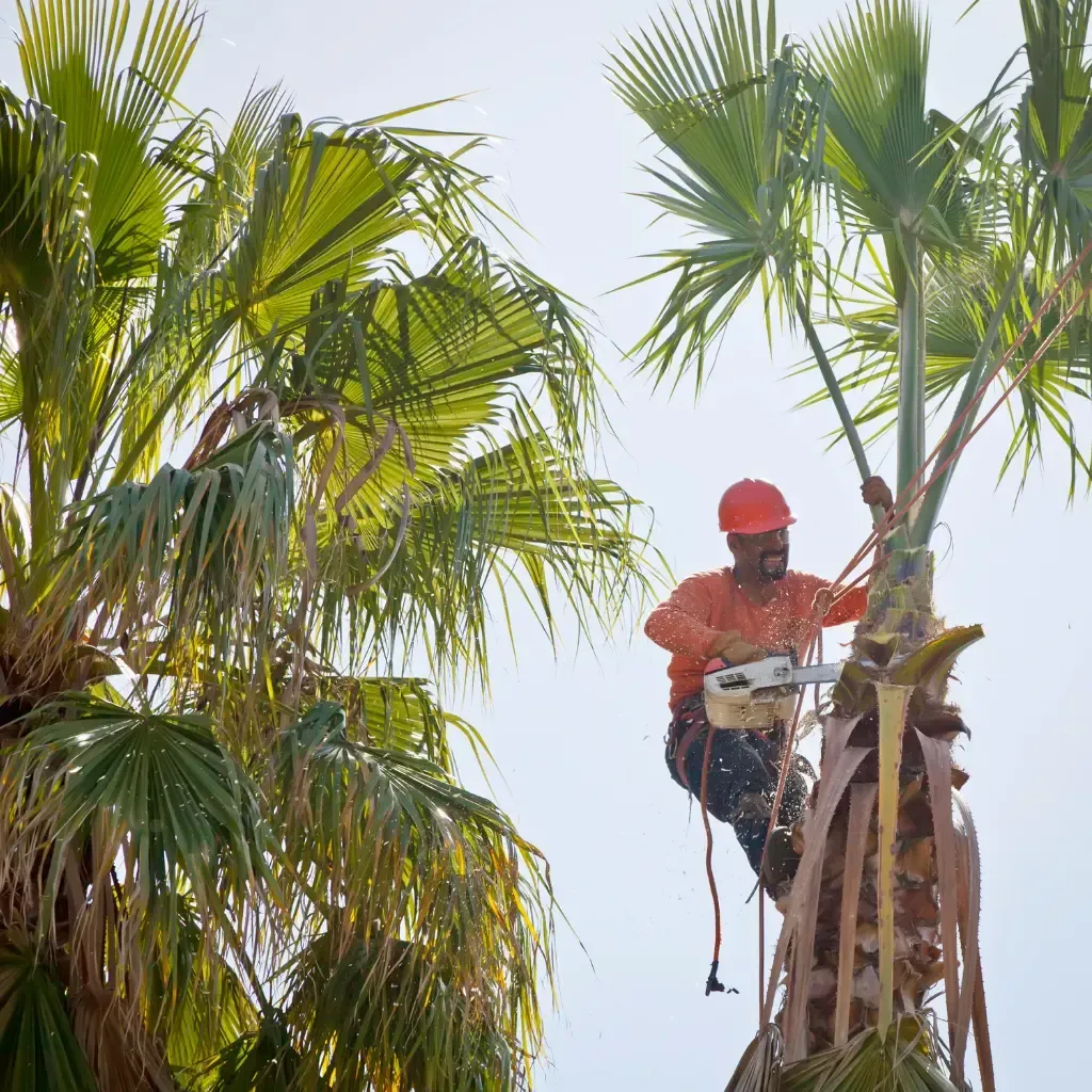 Tree Removal Service West Covina -Arborist in orange shirt and hardhat using chainsaw to trim palm tree. Blue sky background.