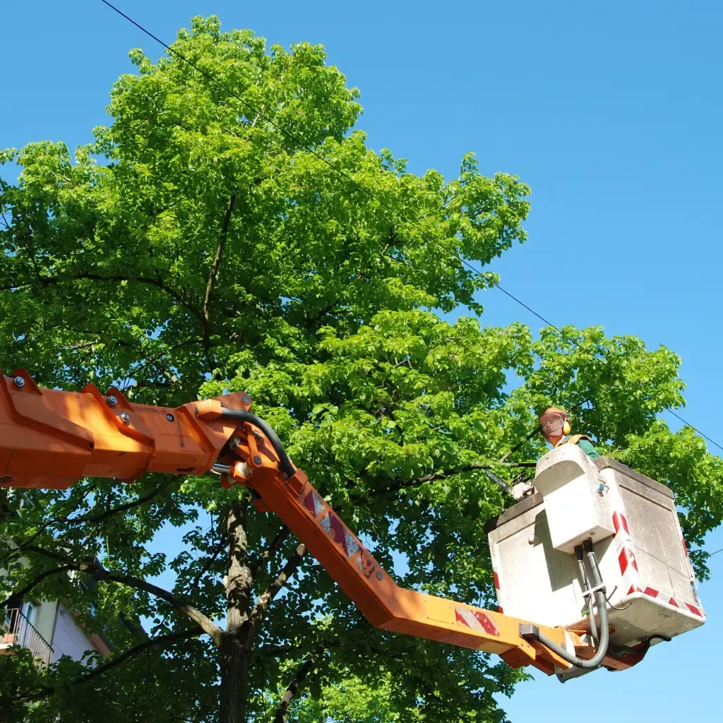 Tree Removal Service West Covina -Arborist in a lift bucket trimming tree branches near power lines. Orange lift, green leaves, blue sky.
