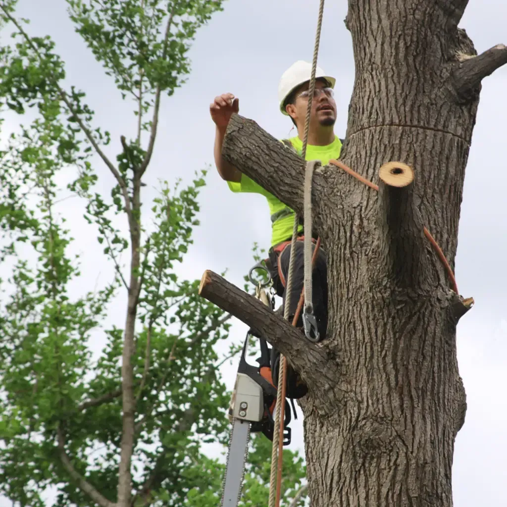 Tree Removal Service West Covina -Arborist in a tree, wearing a helmet and harness, using a chainsaw to cut a branch.
