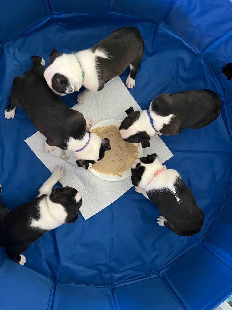 2025 Spring Litter
