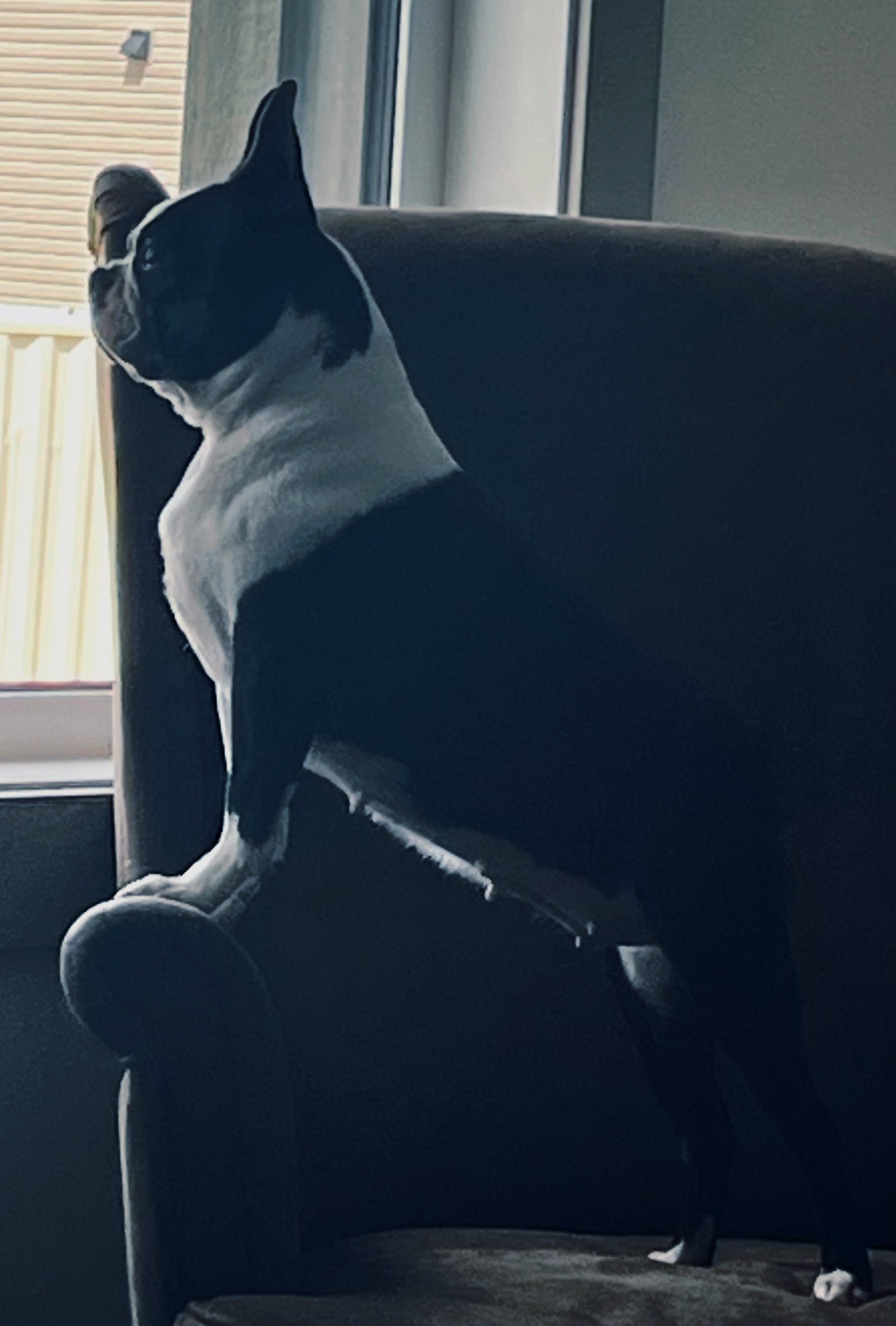 Ms. Misty waiting for me to come home!