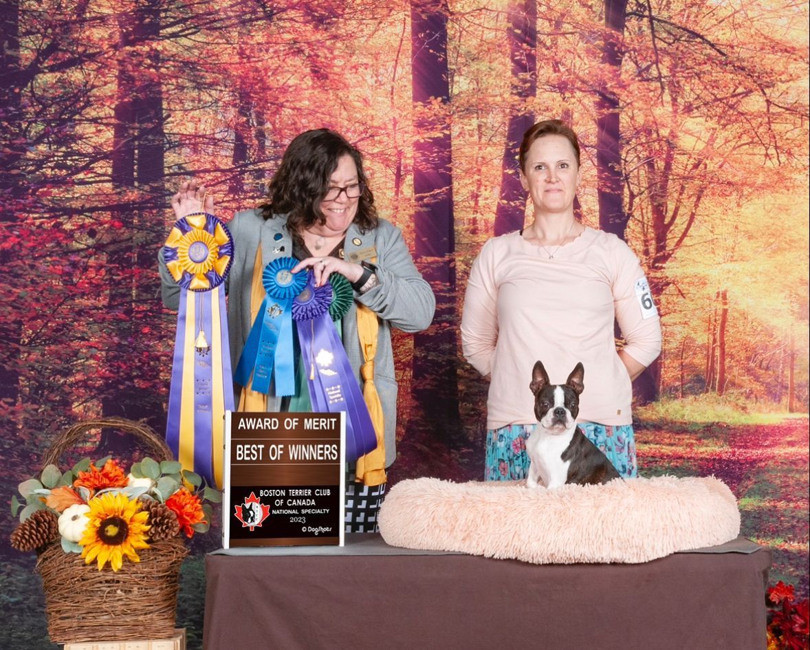2023 Boston Terrier National Specialty Show, Chilliwack BC
Katrina Godden
Ryker
Judge Sherry Patton