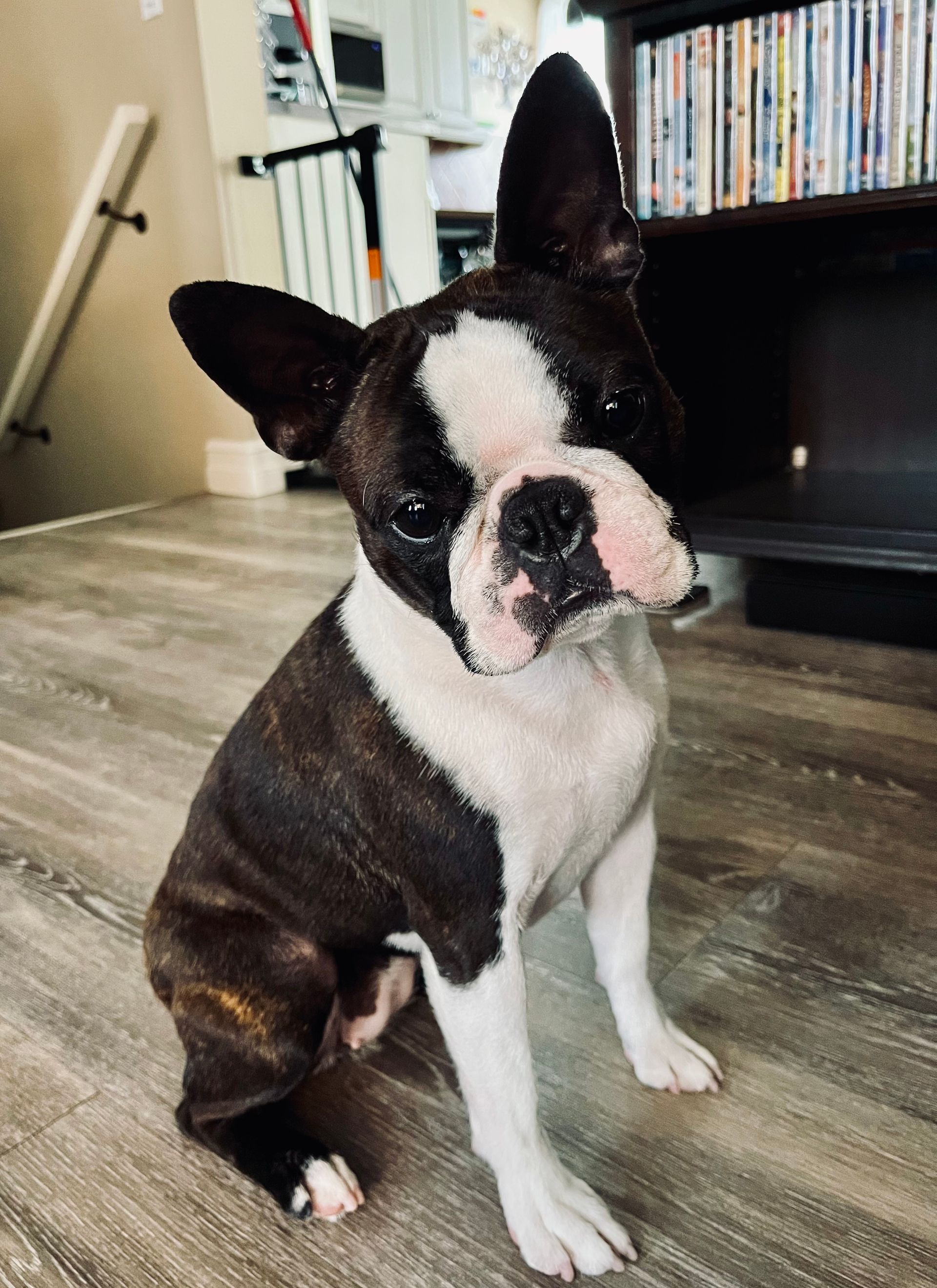 Lacey - 16 months old