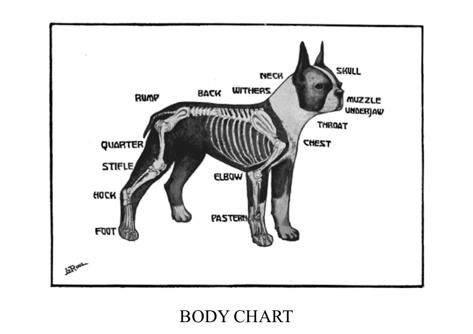 Skeletal inlay of a Boston Terrier

