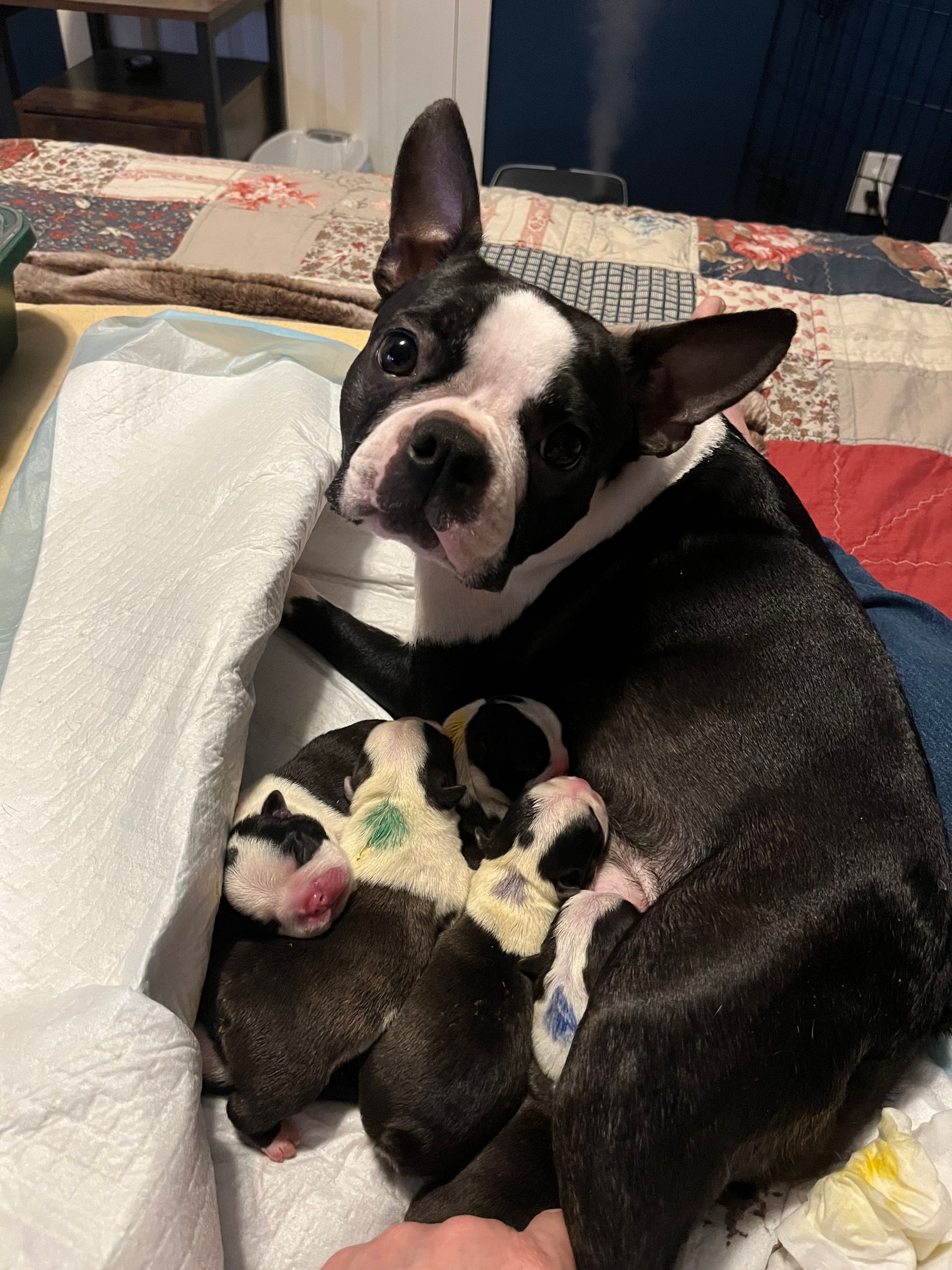 2025 Spring Litter