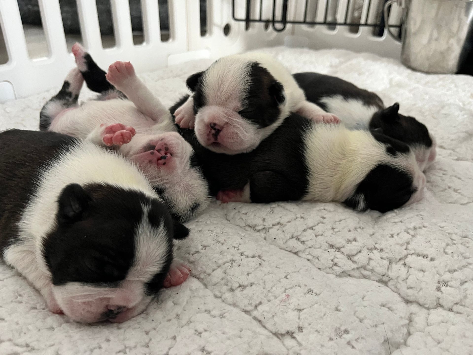 2025 Spring Litter