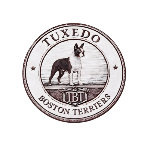 TBT Logo
