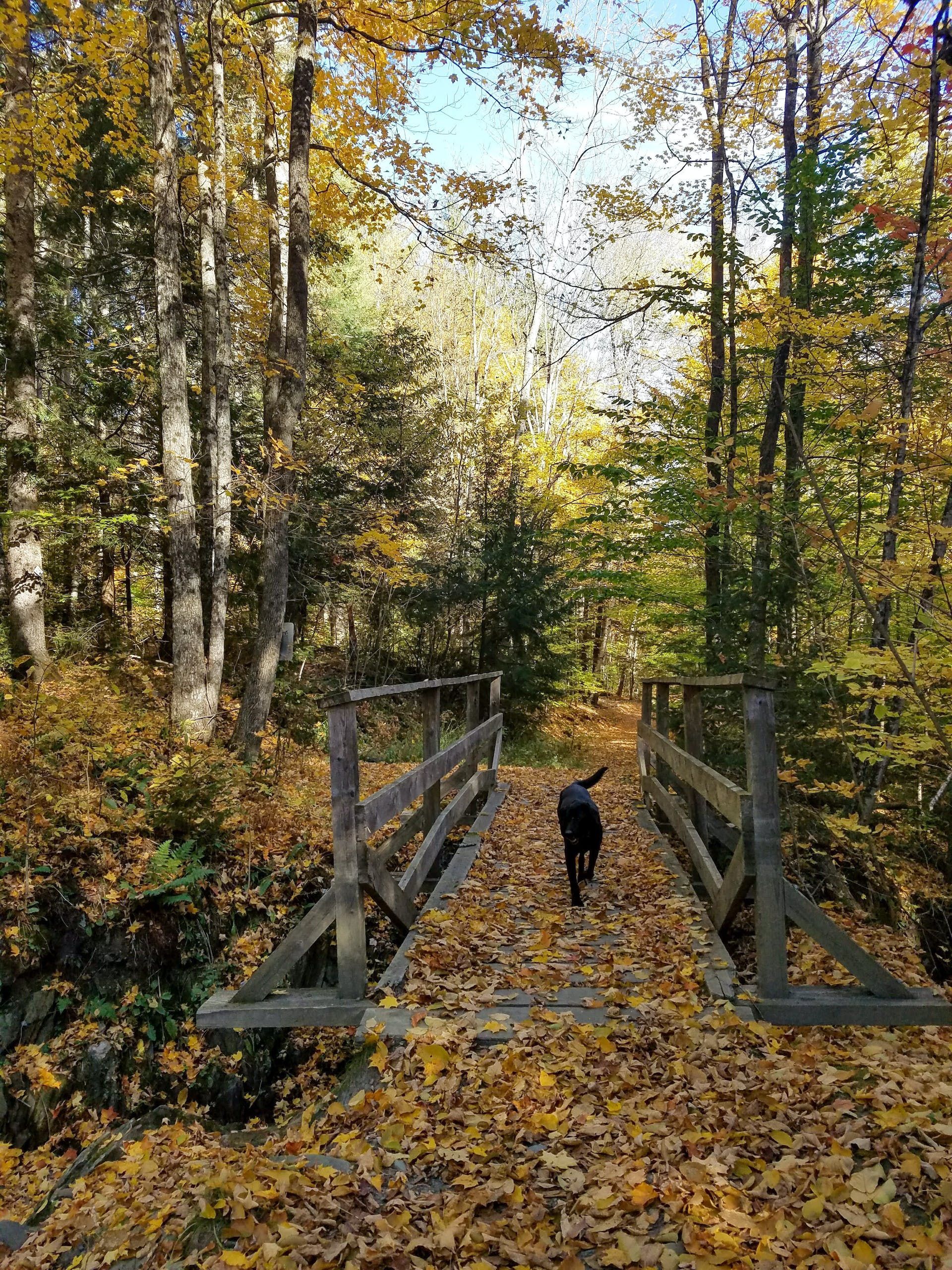A dog is walking across a wooden bridge in the woods.