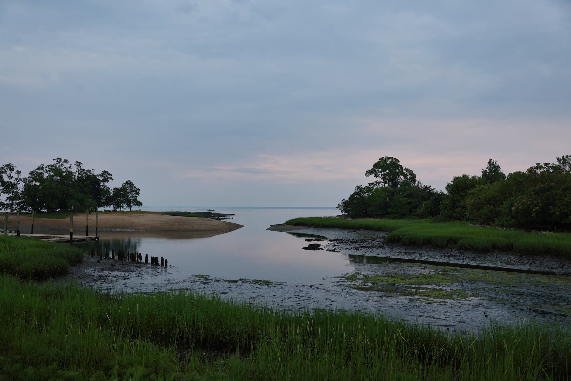 A body of water surrounded by tall grass and trees.