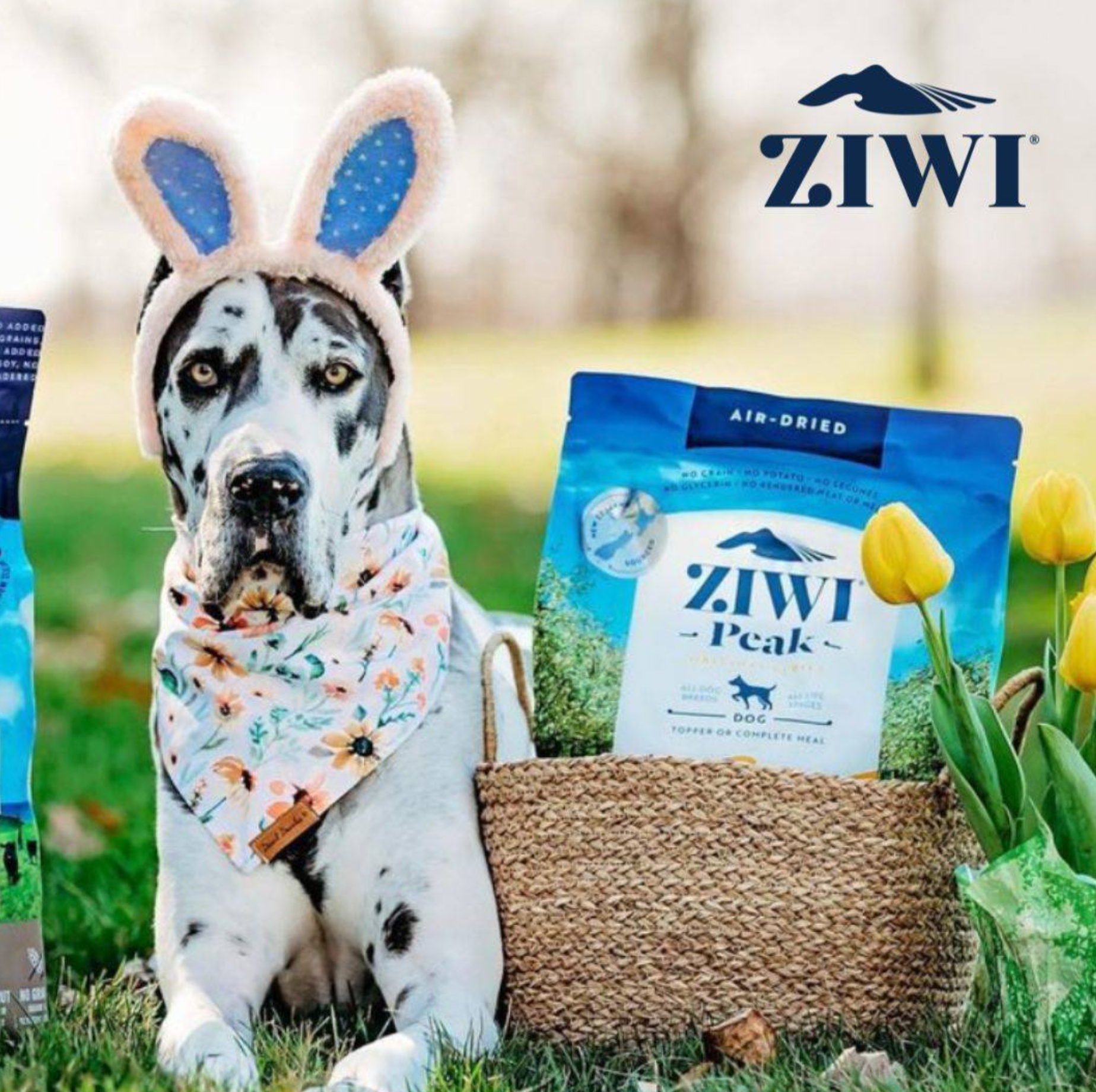 A dog wearing bunny ears is sitting next to a bag of ziwi peak dog food