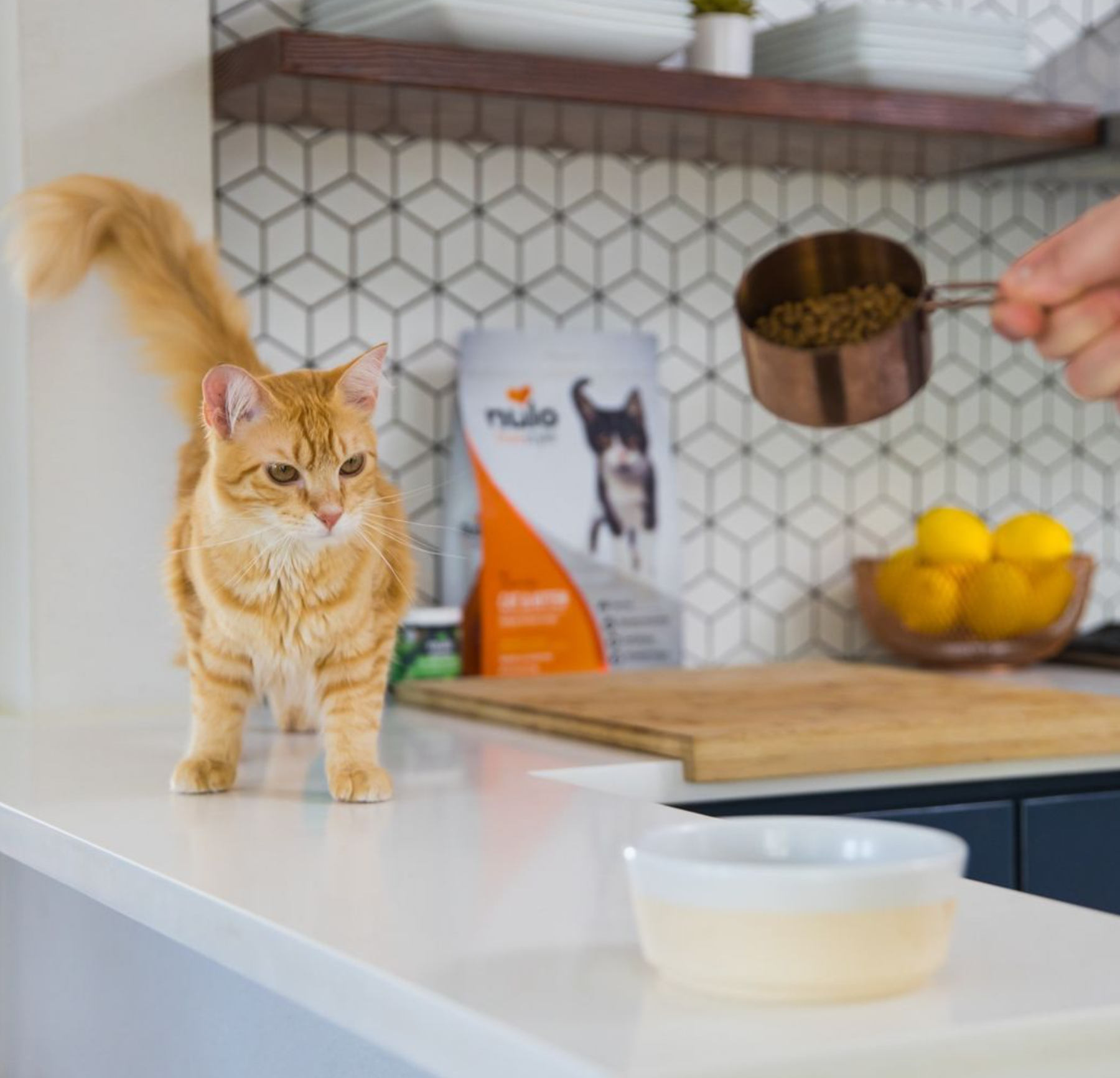 A cat standing on a counter next to a bag of nulo cat food