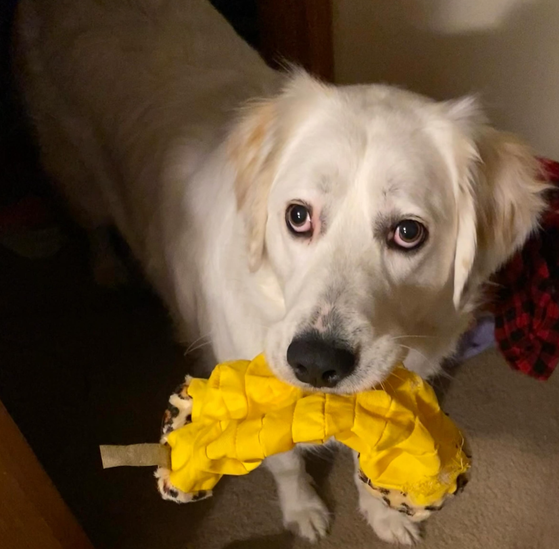 A white dog with a yellow bow in its mouth