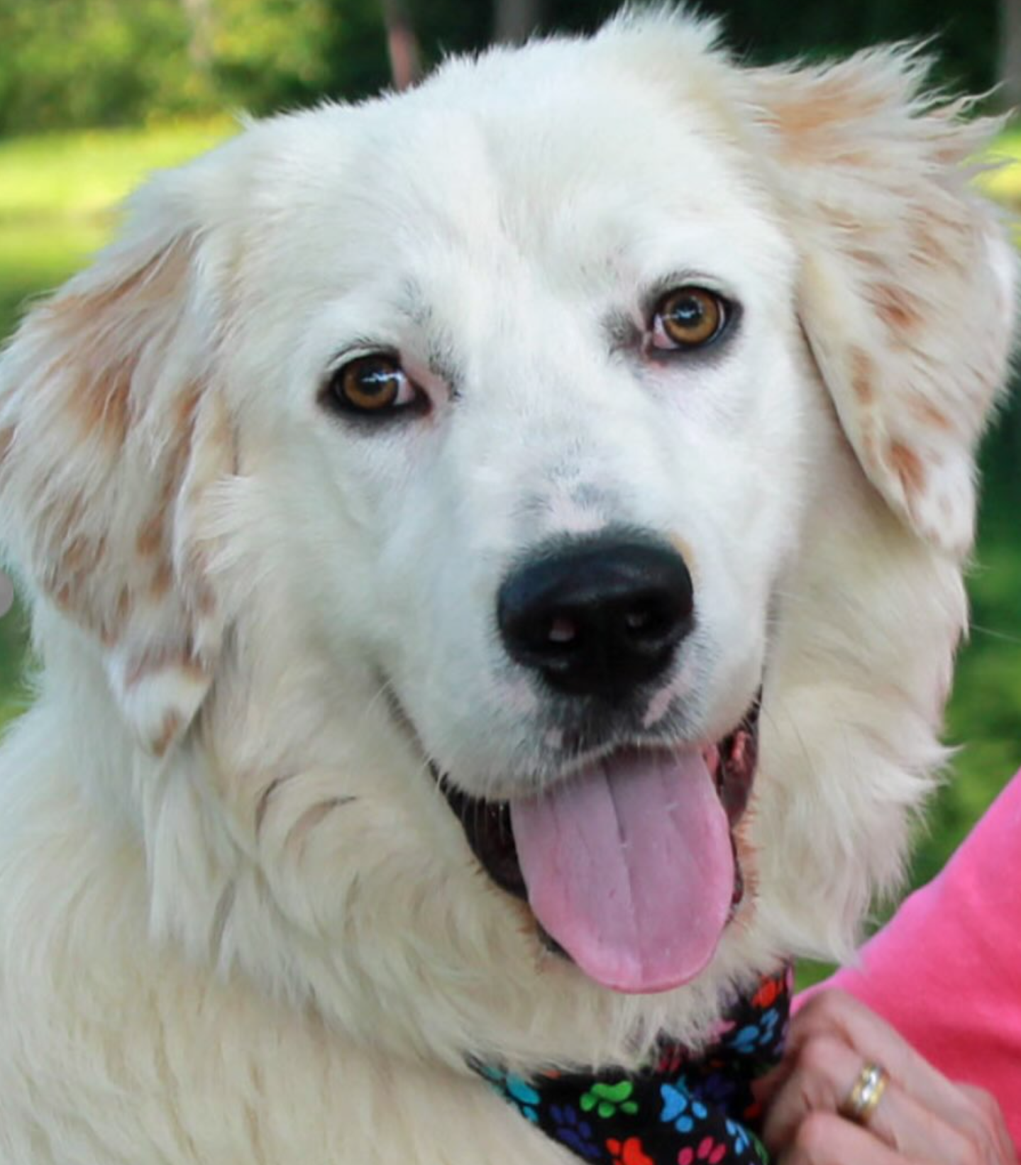 A close up of a white dog with its tongue out