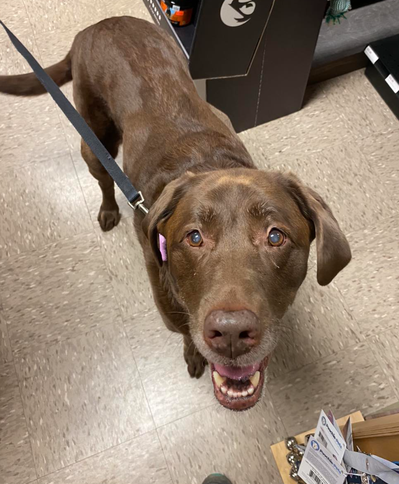 A brown dog on a leash is looking up at the camera