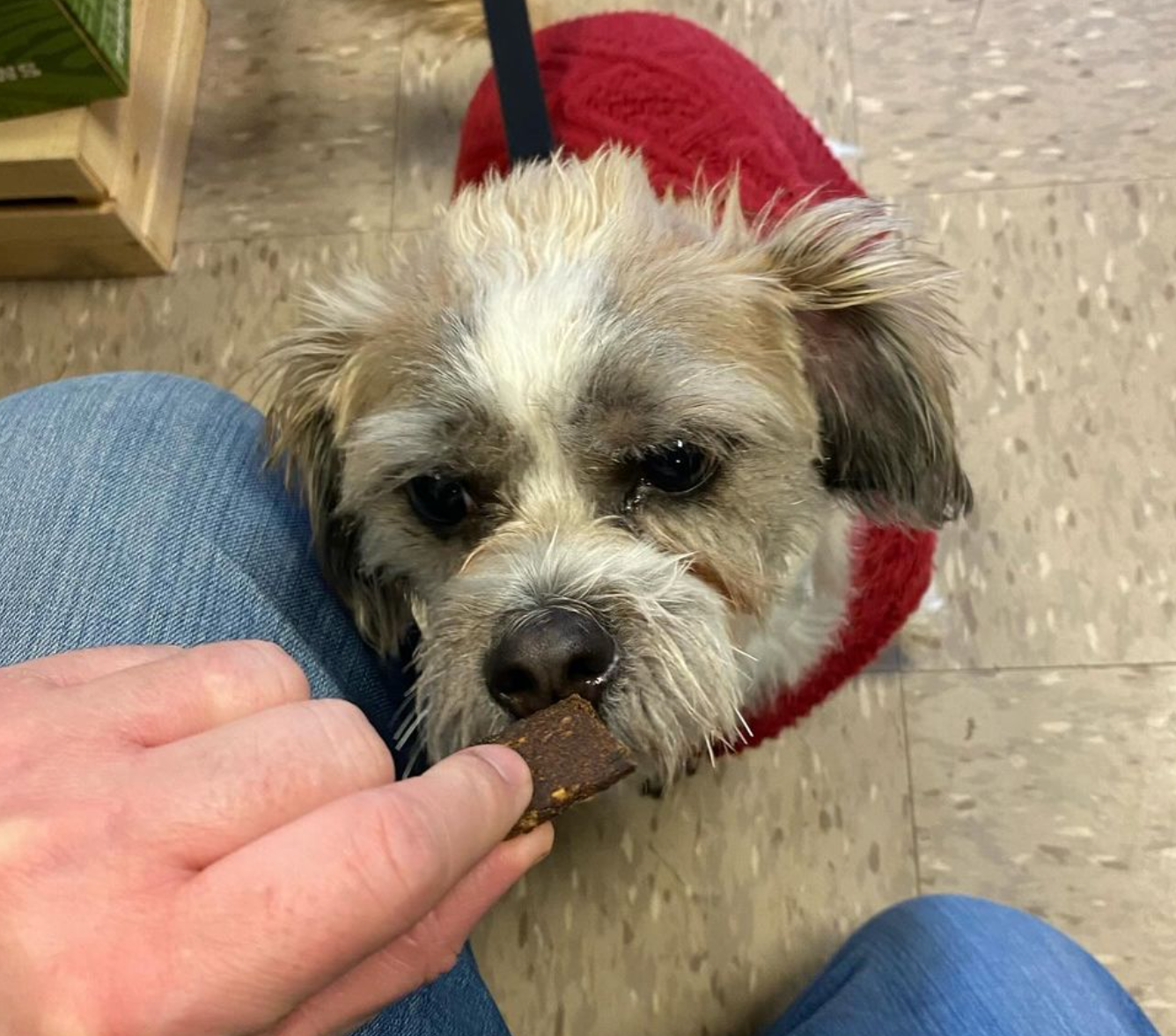 A person is feeding a small dog a piece of chocolate