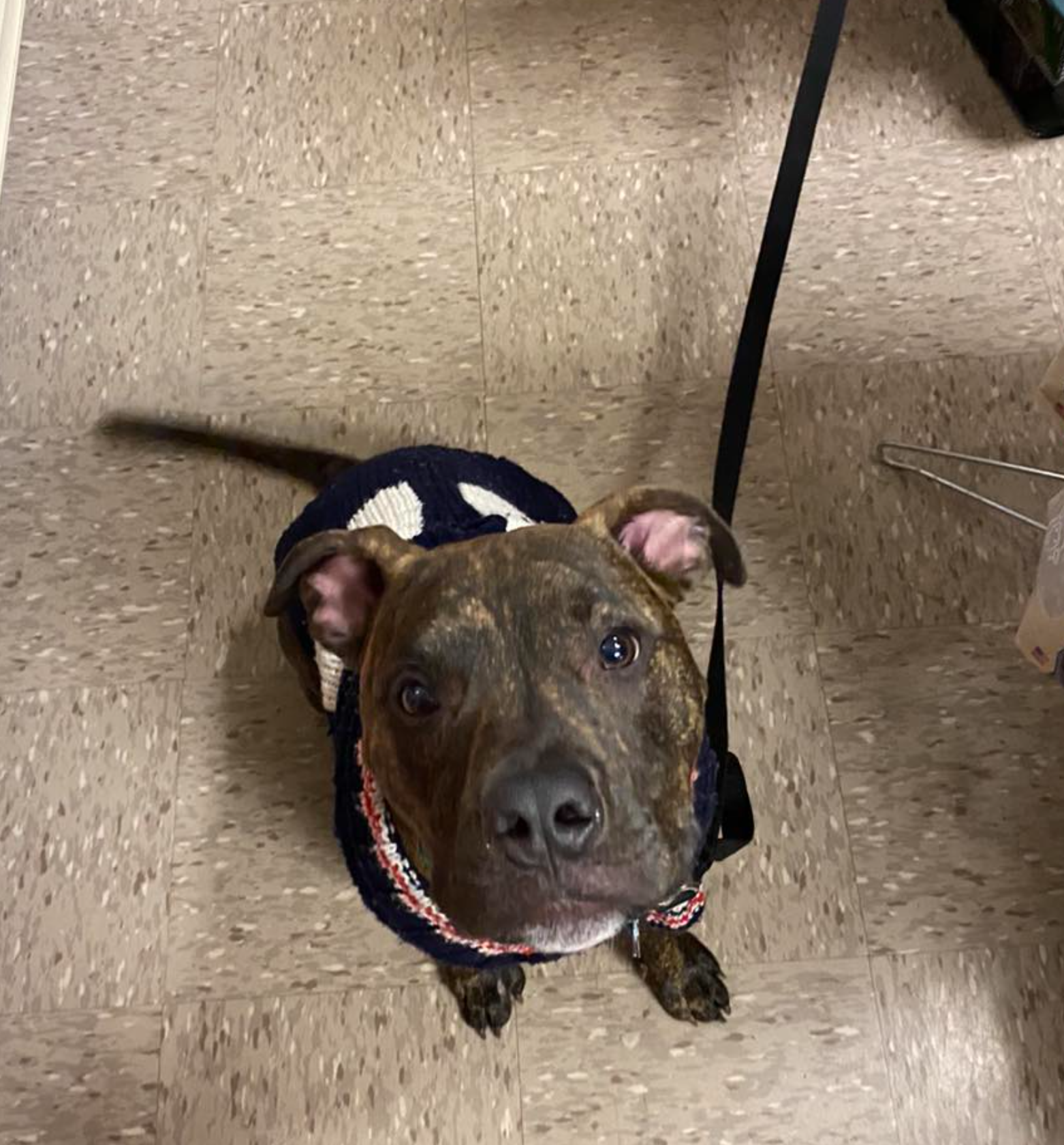 A dog wearing a sweater and collar is looking up at the camera
