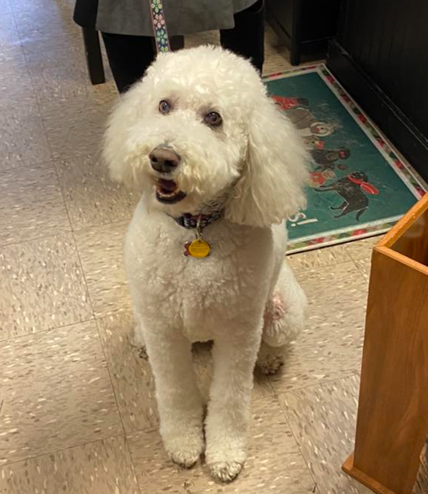 A white poodle is sitting on a tiled floor and looking at the camera