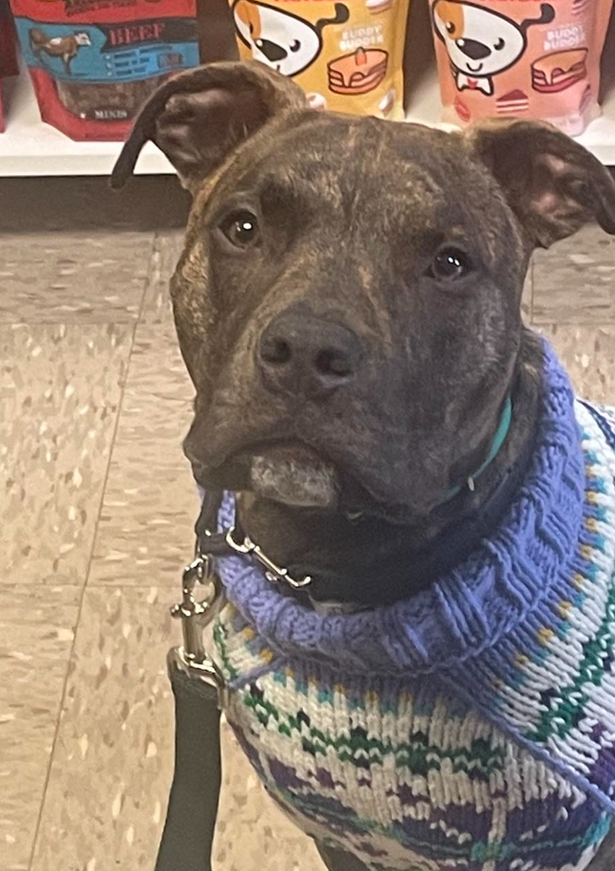 A dog wearing a sweater is standing on a leash in a store