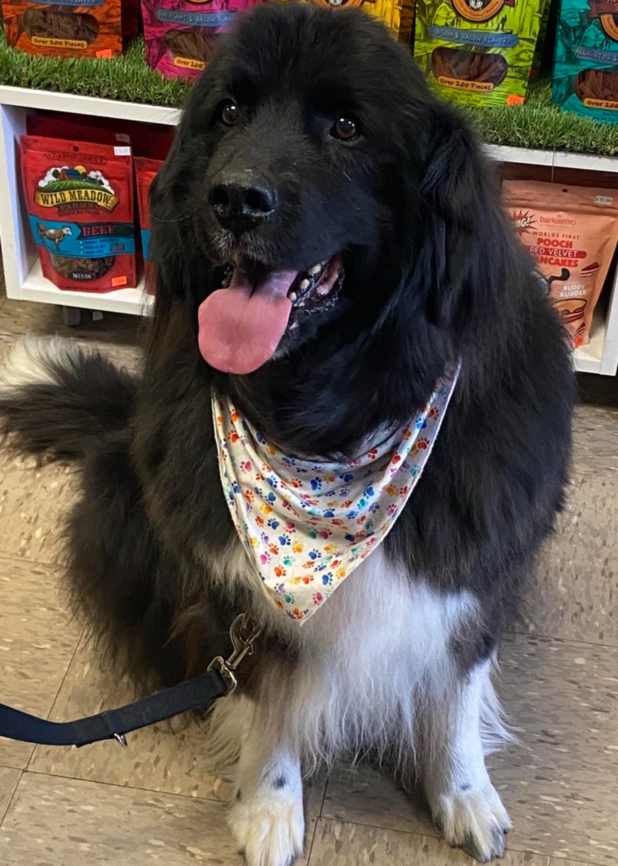 A black and white dog wearing a bandana is sitting on the floor